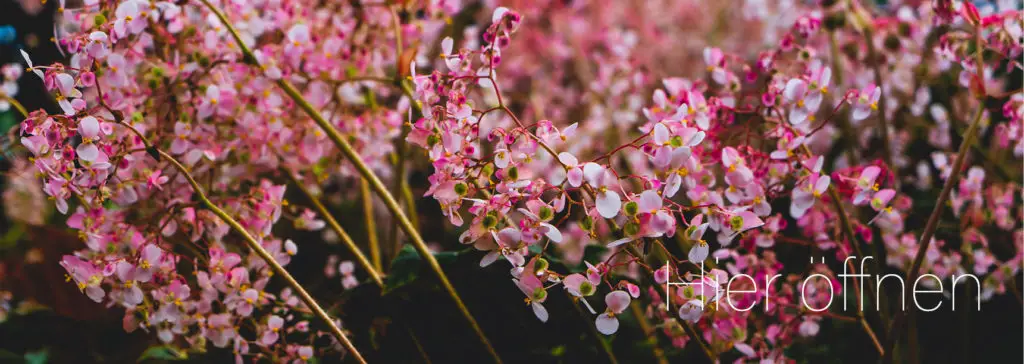 Dichte rosa Blüten an dünnen Zweigen, unscharfer Hintergrund, Text überlagert: Hier öffnen