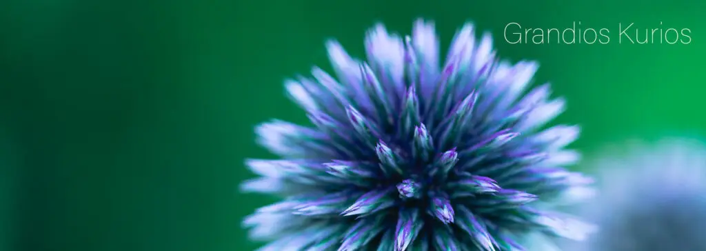 Nahaufnahme einer blau-violett blinkenden Blüte mit spitzer Krone vor grünem Hintergrund