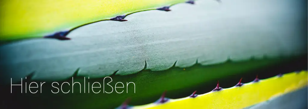 Nahaufnahme von Kaktusrinde mit gelben und grünen Streifen, Dornenreihen sichtbar.