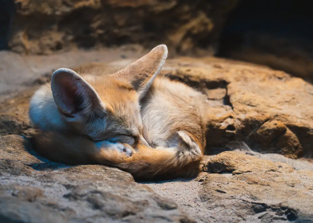 Schlafender Fennek (Wüstenfuchs) auf einem Felsen – Naturfotografie aus dem Buch „Restlos Ratlos" von Maik Rogg
