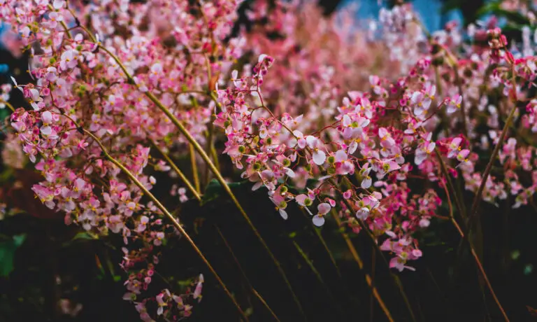 Rosa und weiße Blüten an feinen Stängeln vor dunklem, unscharfem Hintergrund.