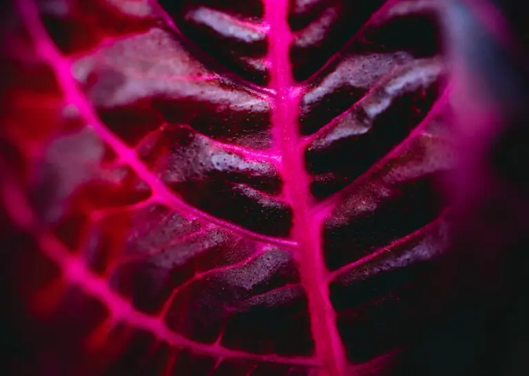 Makroaufnahme eines dunklen Blattes mit leuchtend magentafarbenen Blattadern – dramatische Naturfotografie von Maik Rogg